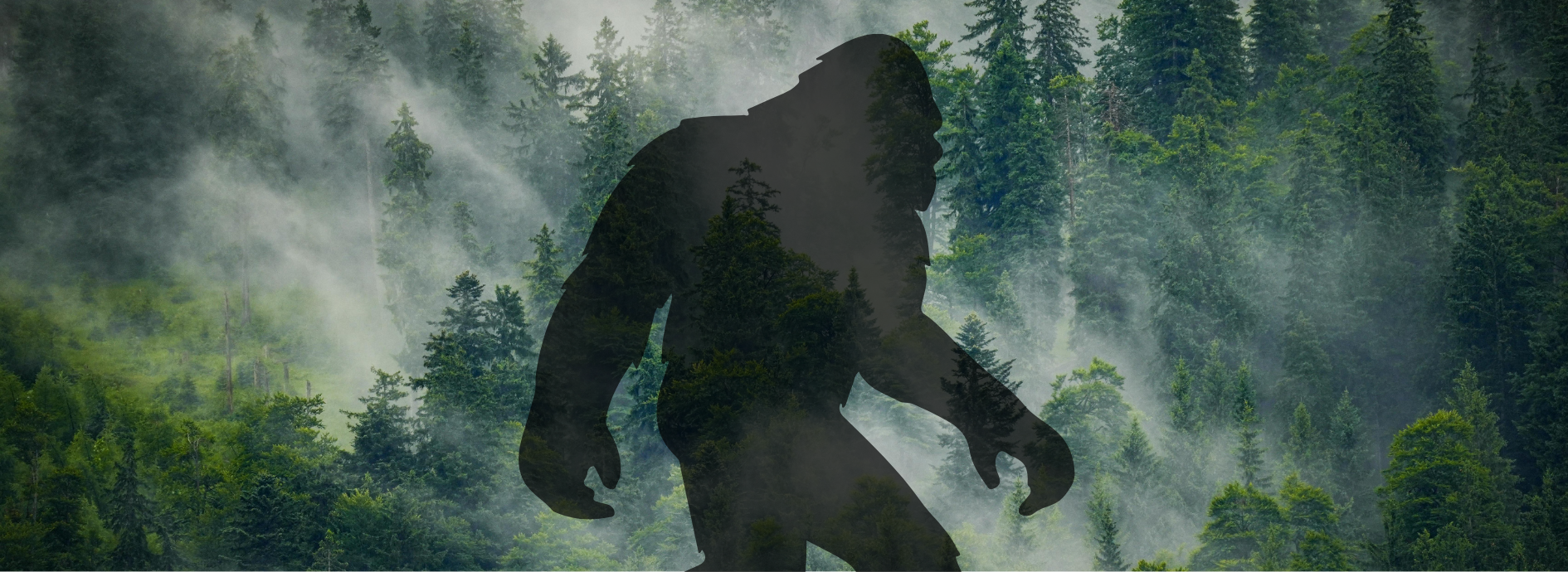 Bigfoot silhouette image on foggy forest background.