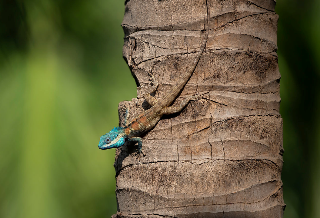 photograph of a blue crested lizard hanging on a tree that matches the color of its body