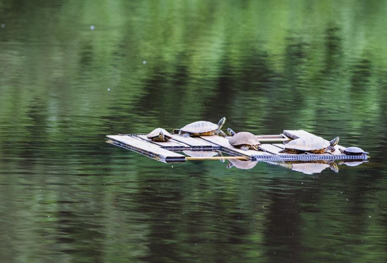 turtles on pond float