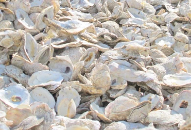 Oyster Shells