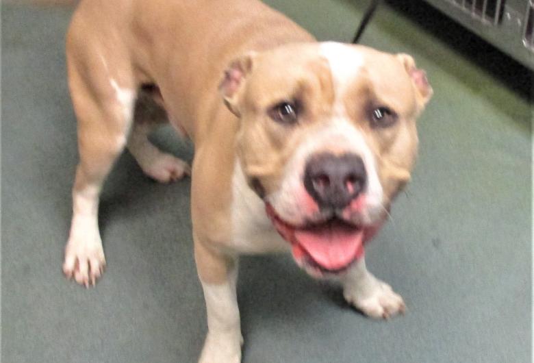 Tan Pit Bull looking up sadly at the camera 