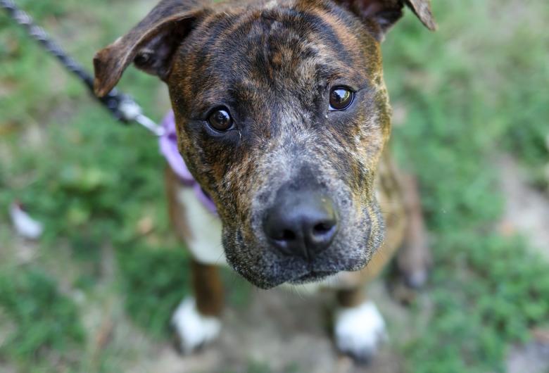 dog on leash looks into camera