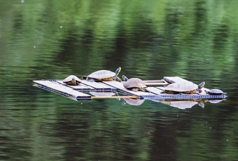 crowder park turtles