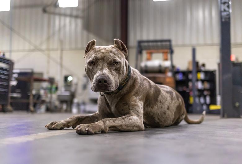 dog lies in auto repair shop
