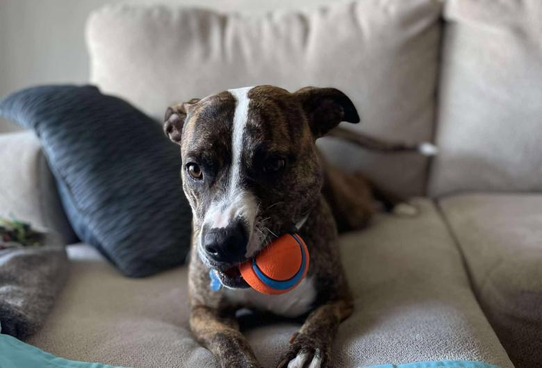 dog with ball in mouth lies on couch