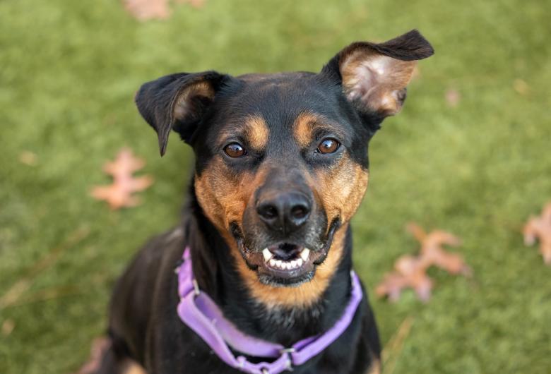 dog looks into camera
