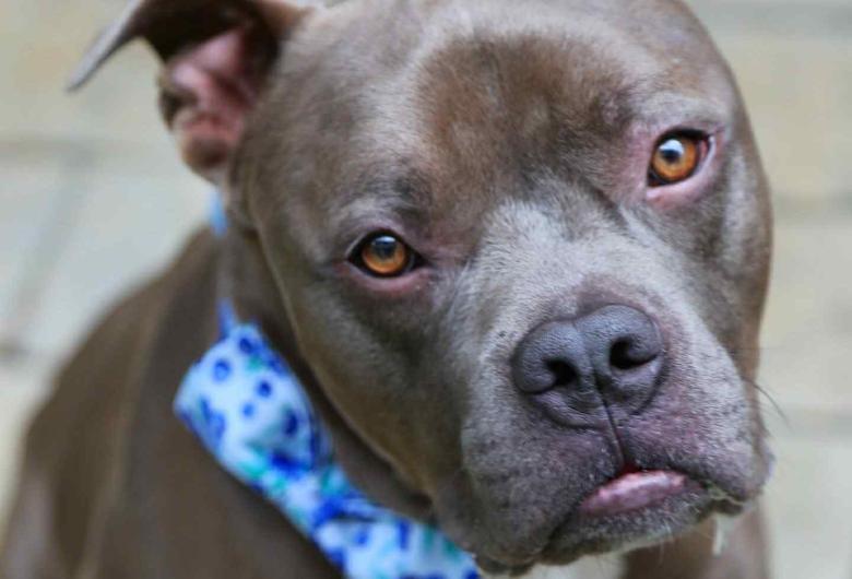 dog wearing bandana tilts its head