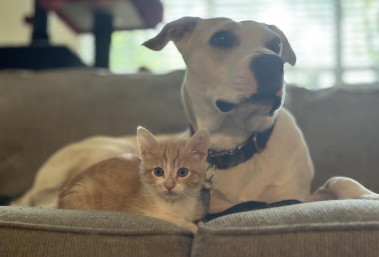 cat and dog lying on a couch