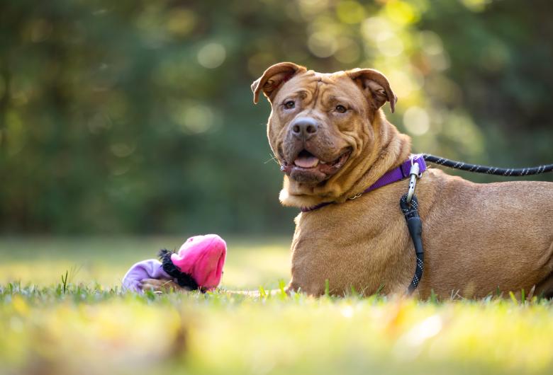 Dog lying on grass with chew toy looks up at camera