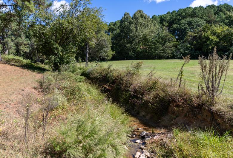 stream with vegetation growing on banks
