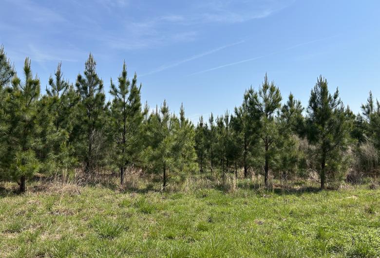 pine trees at the edge of a field