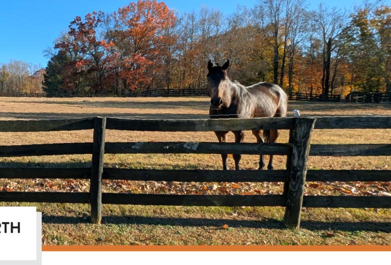 Horse behind a wooden fence in a pasture with fall trees; ‘Neuse North Area Plan’ banner at bottom.