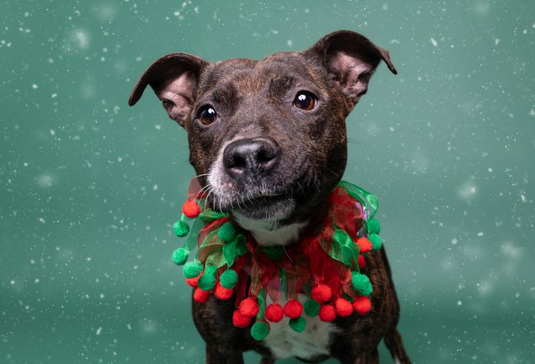 Brindle dog in a festive red and green collar looking up at the camera