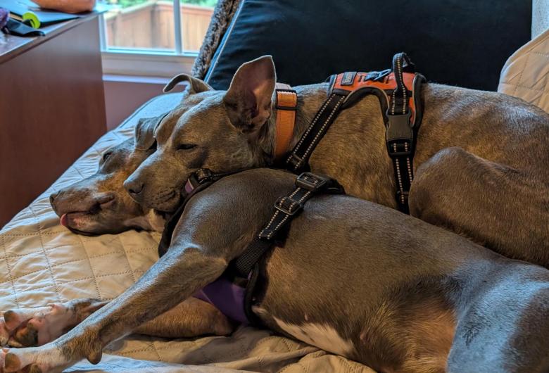 Two adopted dogs, Peanut and Purl, cuddled together on a couch.