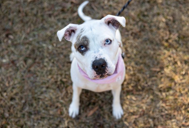 A white dog with blue eyes sits on grass, looking up at the camera. The dog has a dark patch around one eye and wears a light pink bandana.