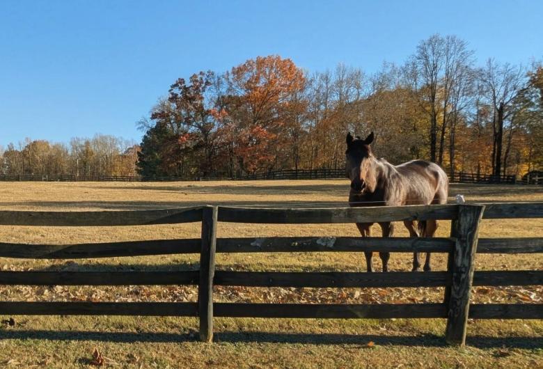 Horse behind fence in Nuese North area