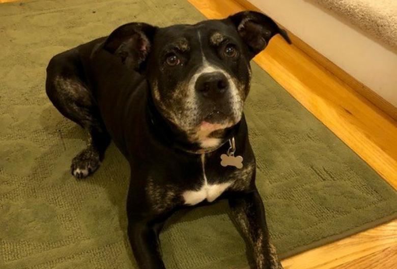 Black dog lying on a rug beside a blue “Canine Good Citizen” ribbon.