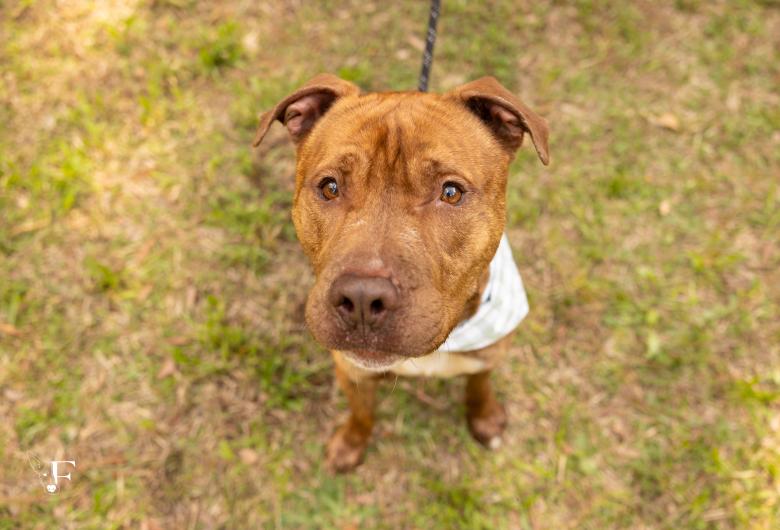 A dog on a leash, wearing a bandana, sits in a grassy area and looks up into the camera.