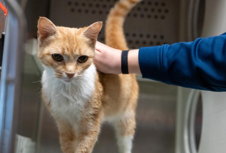 Orange-and-white cat being gently held by a person inside an animal shelter kennel.