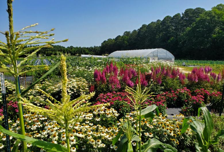 Colorful flower beds and crops surround a greenhouse on a sunny day, with rows of blooming flowers and a tree line in the background.