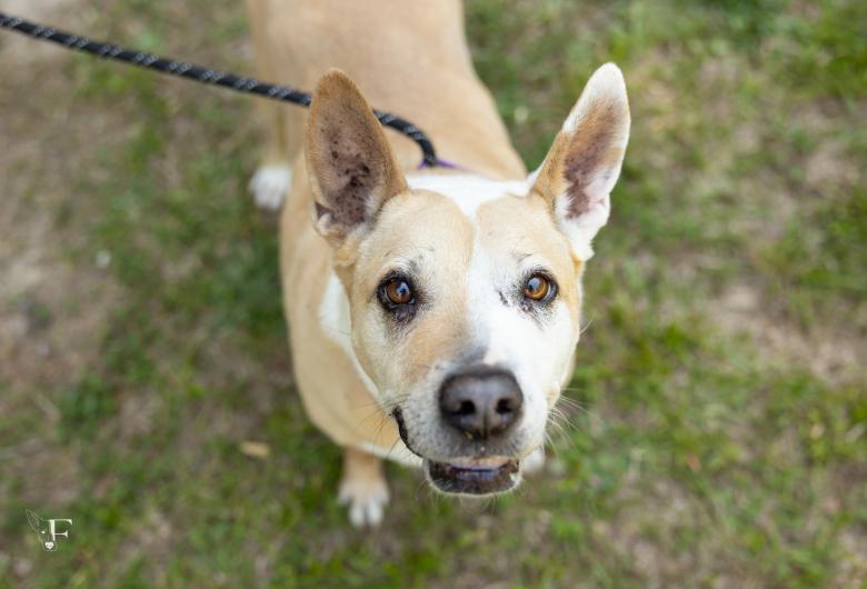 Friendly tan-and-white dog with large upright ears looks up at the camera while standing on grass.