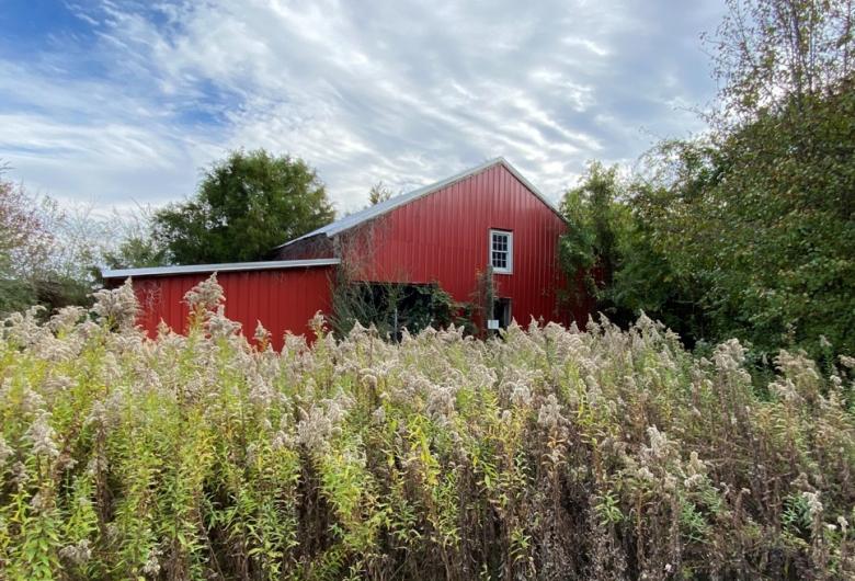 A red barn stands behind tall wild grasses and shrubs beneath a cloudy sky.
