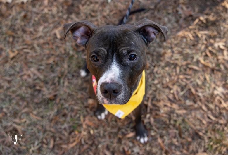 Dog on leash, wearing a bandana, looks up at camera.
