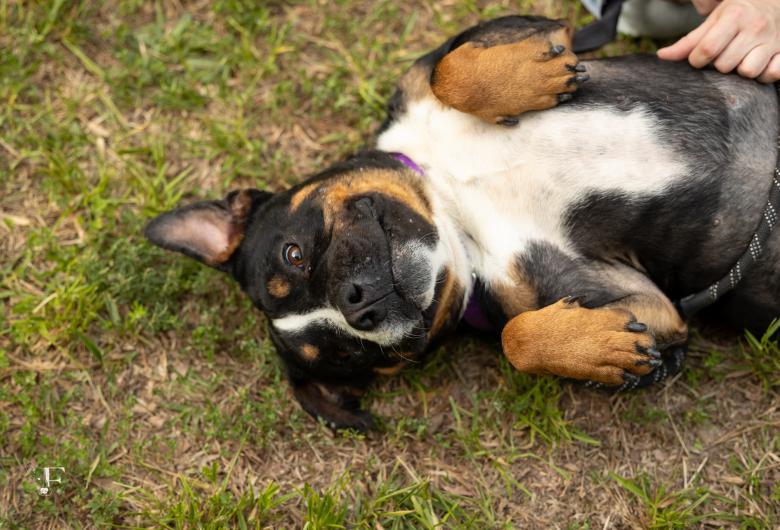 **Alt text:** Black, tan, and white dog lies on its back in the grass, looking at the camera while enjoying a belly rub.