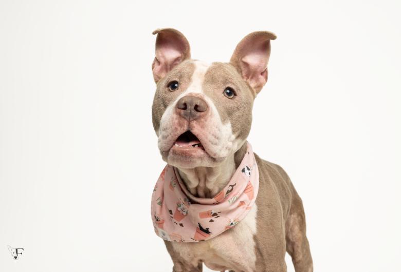 A dog looking at the camera wearing a handkerchief around it's neck