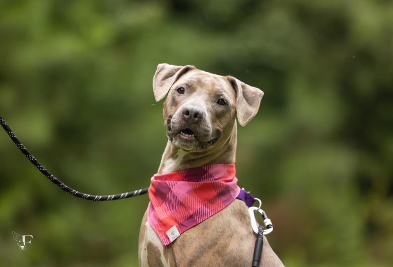 Gray dog wearing a red plaid bandana on a leash
