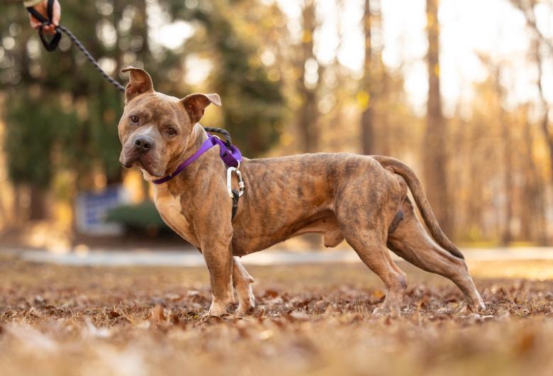 Dog standing in wooded area looks into camera.