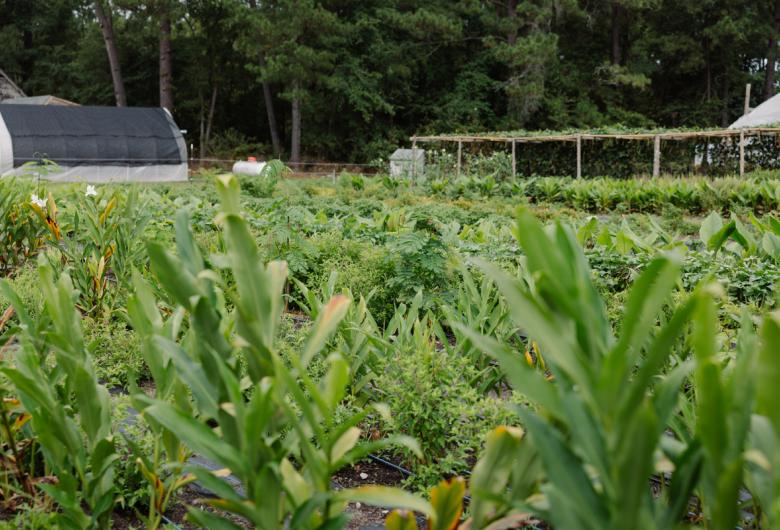 Looking across a farm field with trellis and greenhouse in the background.