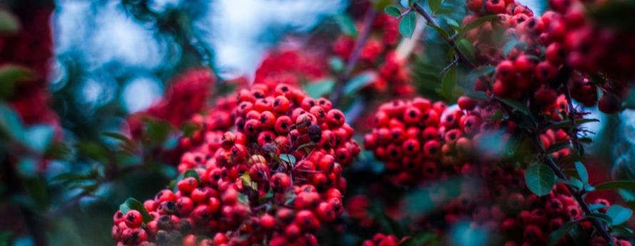 winter berries