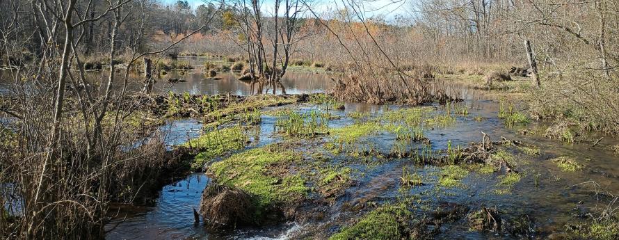 a creek flows across rocks in a wooded area