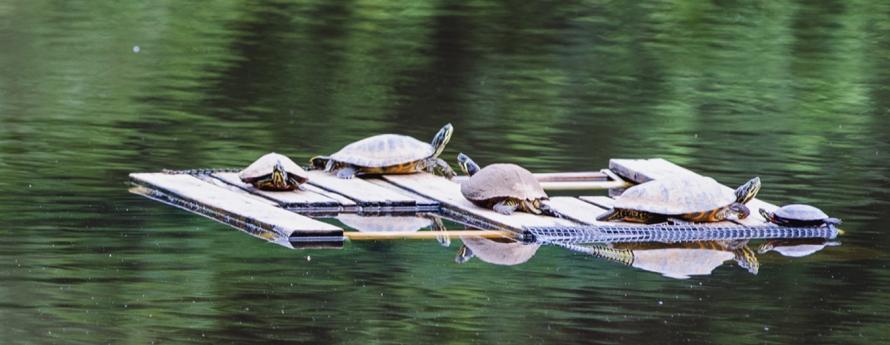 crowder park turtles