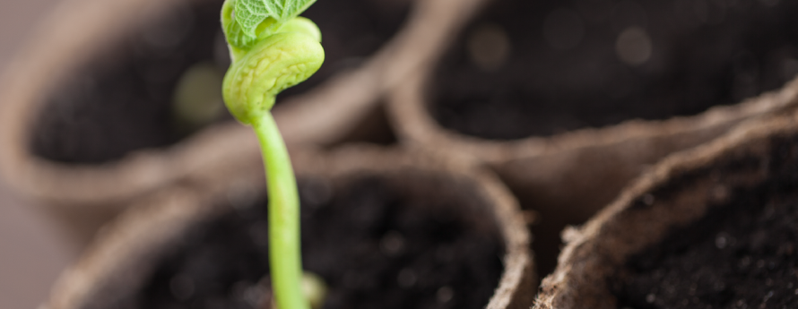 seed saving