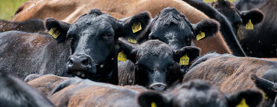 Black Beef Cattle