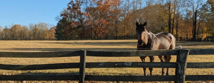 Horse behind fence in Nuese North area