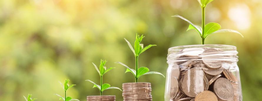 money growing
