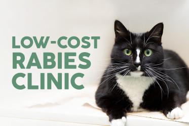 Low-cost Rabies Clinic promo, with cat looking into camera