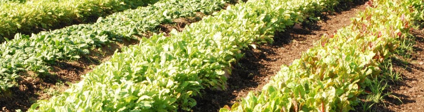 Rows of vegetables in garden.
