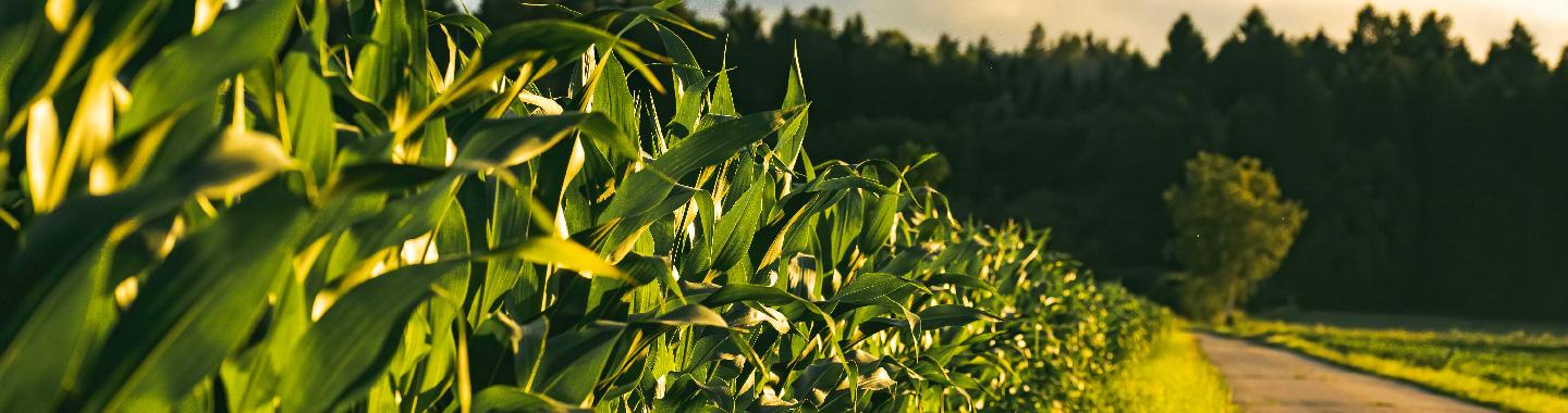 Farmland Preservation