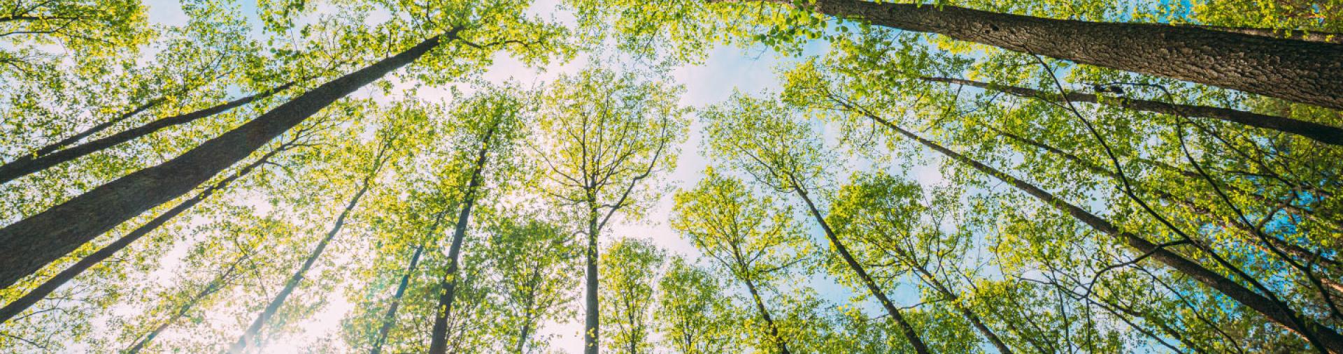 Looking up at trees