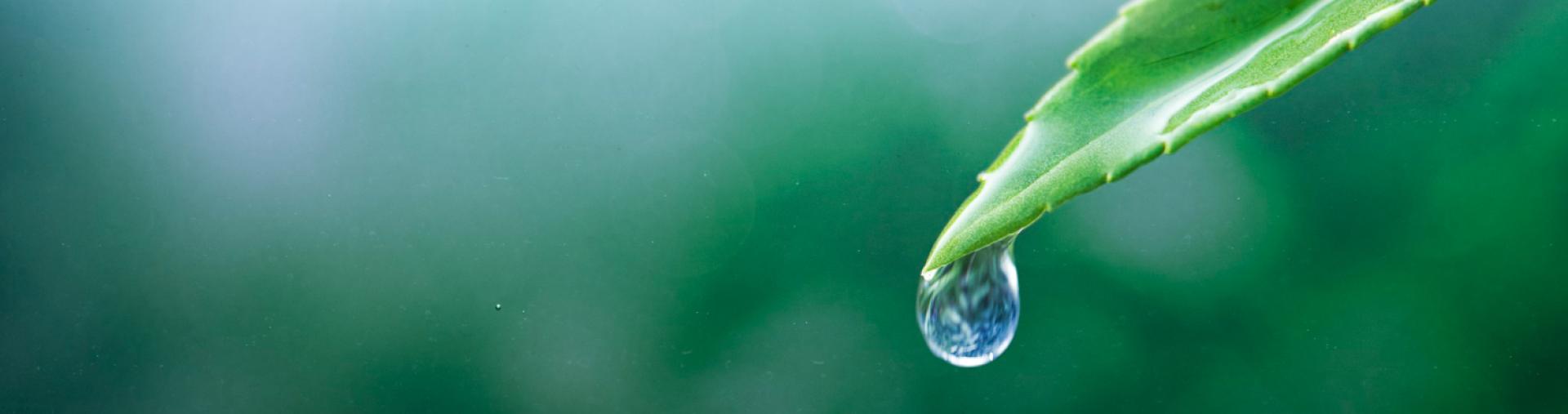 Water dropping from a leaf into the ocean