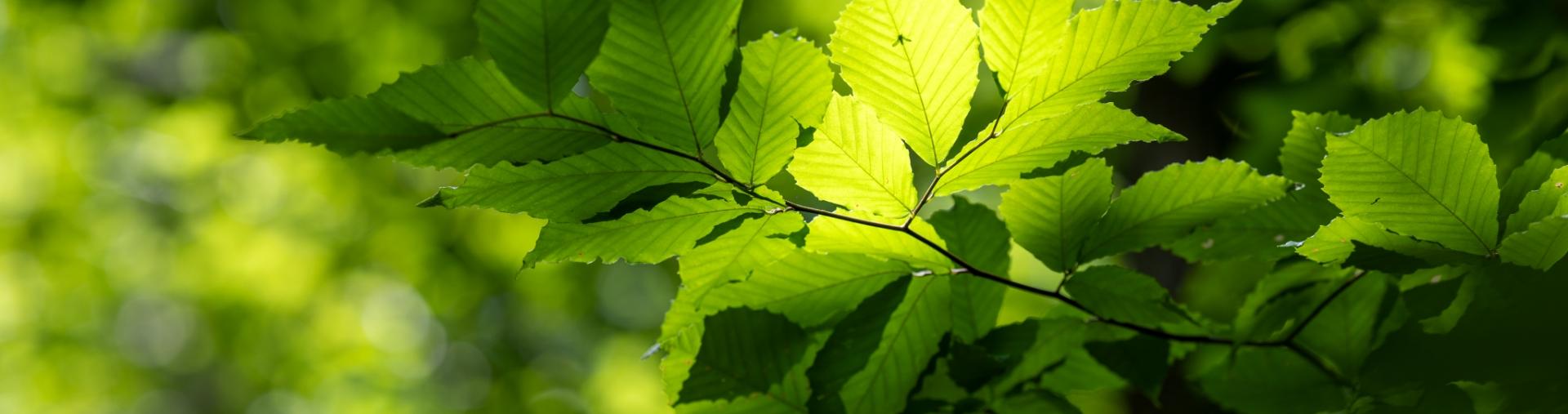 Leaves and Trees