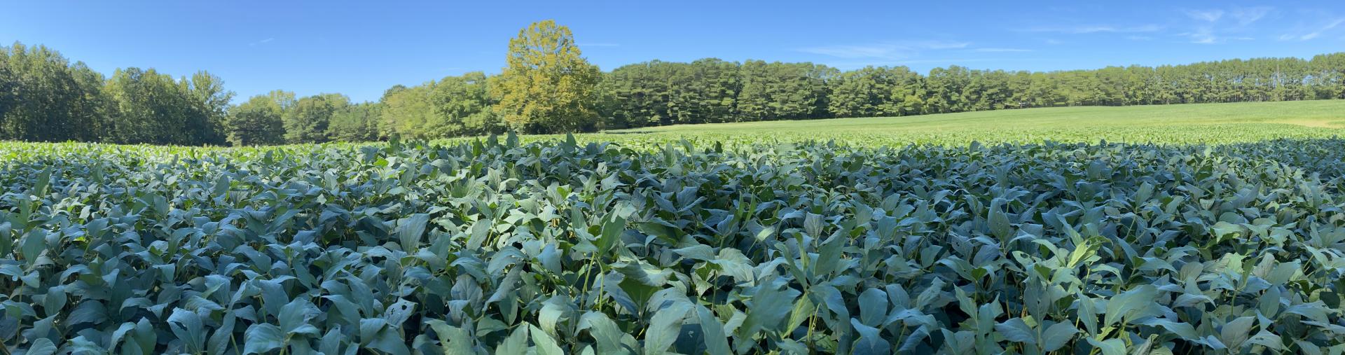 Farm field and tree line under a clear blue sky