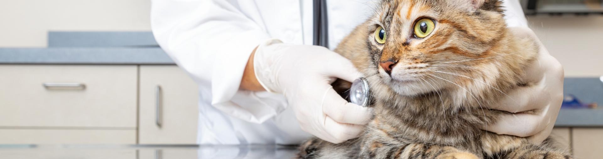 Veterinarian examines a cat with a stethoscope in a clinic setting.
