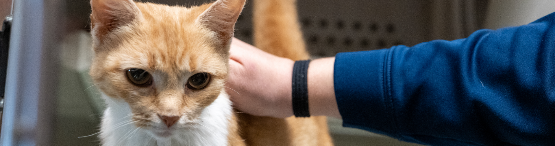 Person petting a cat