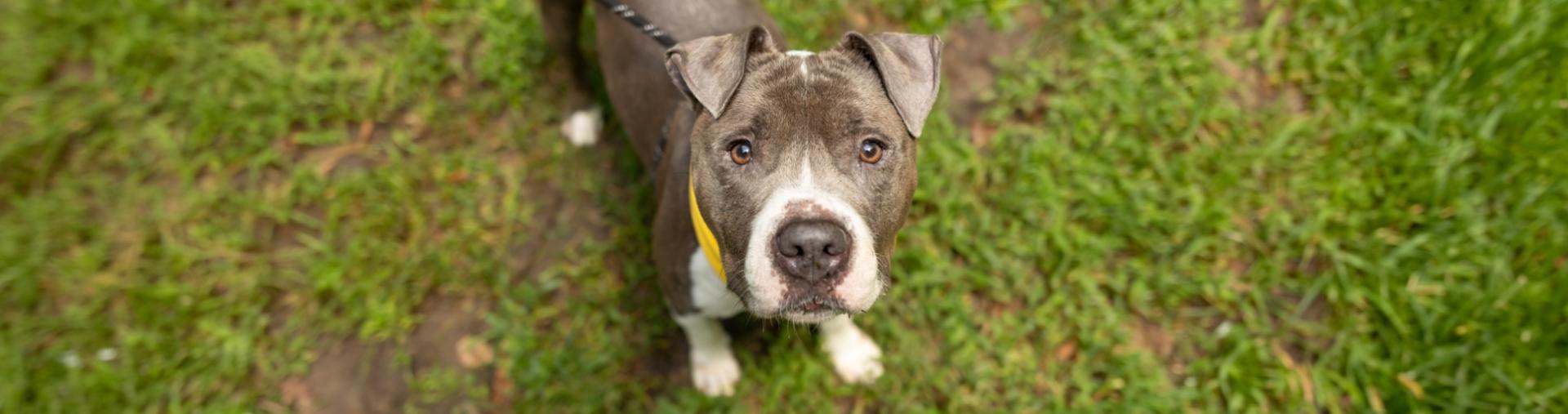 Dog on leash standing in grassy area looks up into camera.