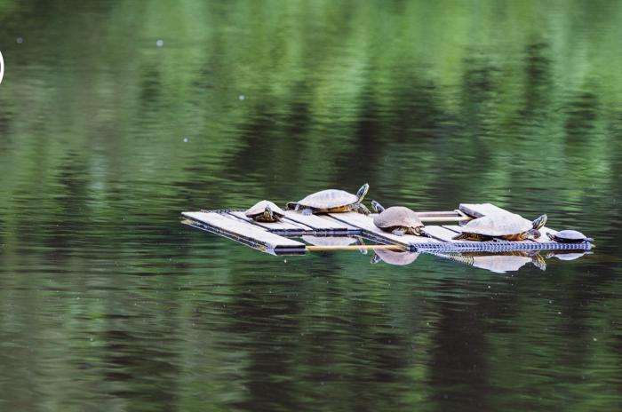 turtles on pond float